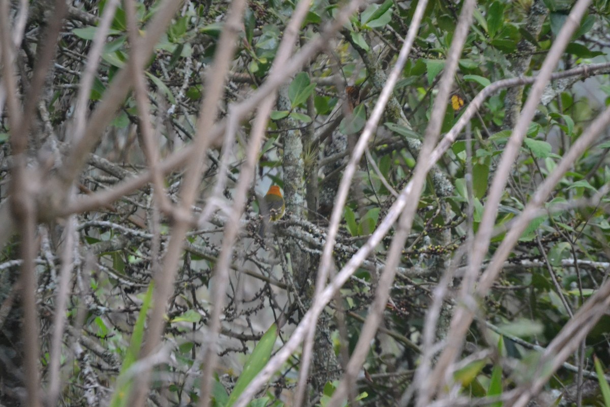 Ochre-breasted Brushfinch - ML619784820