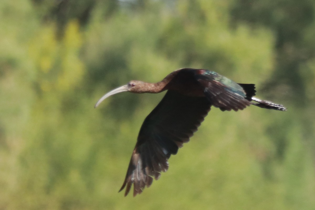 ibis americký - ML619784833
