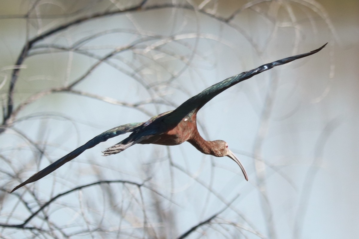 White-faced Ibis - ML619784835