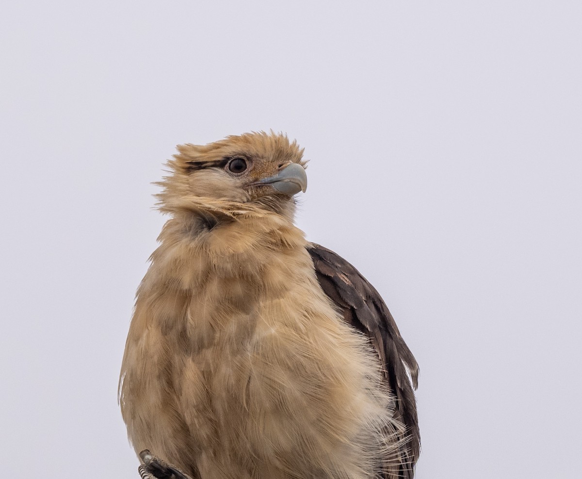 Yellow-headed Caracara - ML619784881