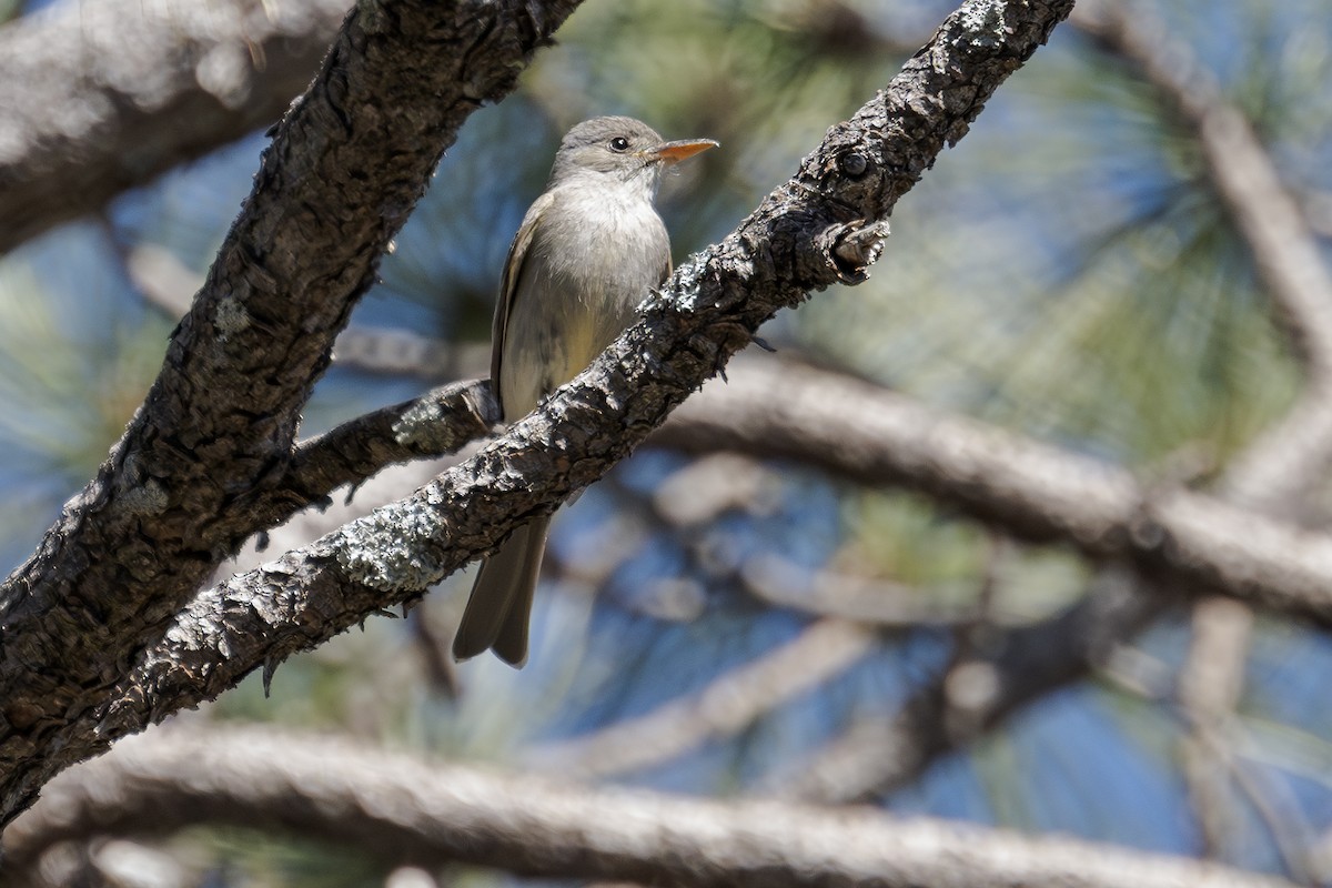 Greater Pewee - ML619784883