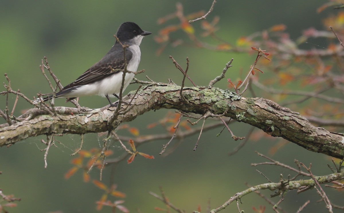 Eastern Kingbird - ML619784939