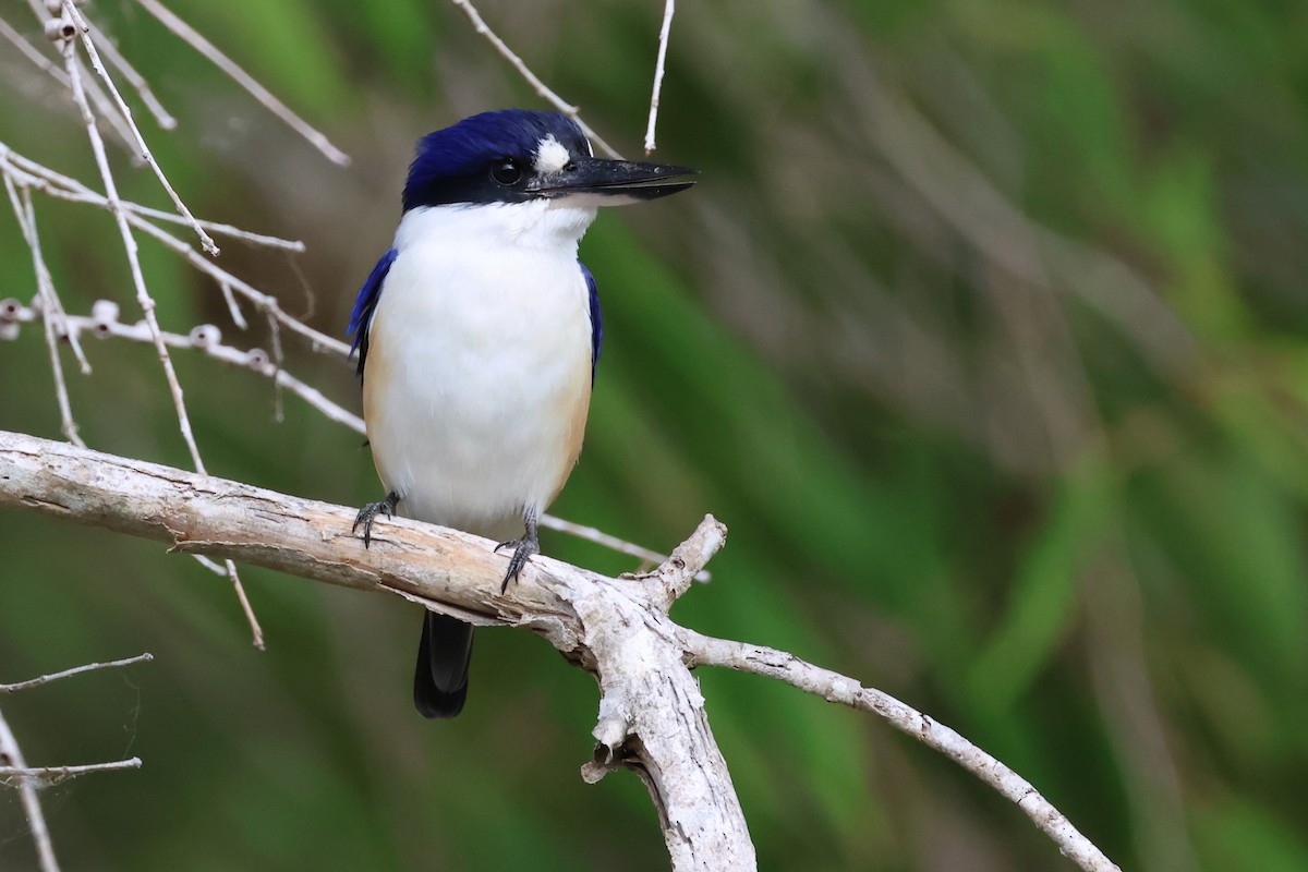 Forest Kingfisher - ML619784953