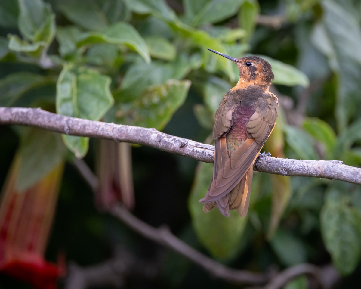 kolibřík duhovohřbetý - ML619784966