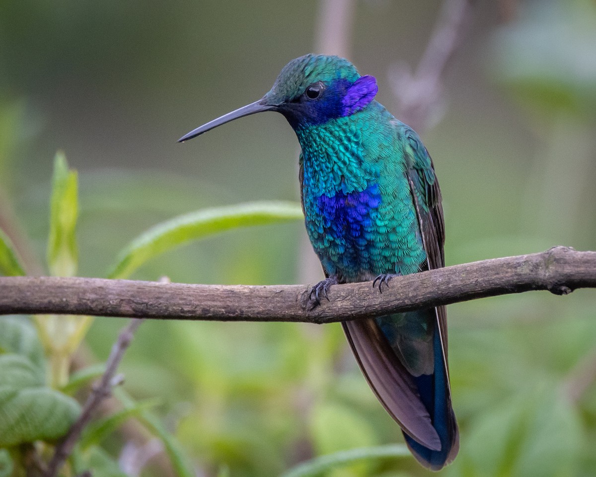 kolibřík modrolící - ML619784982