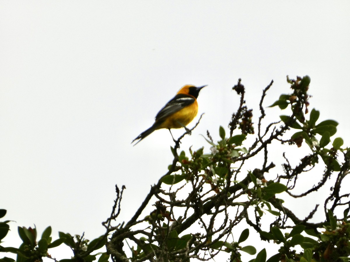 Oriole masqué - ML619784986