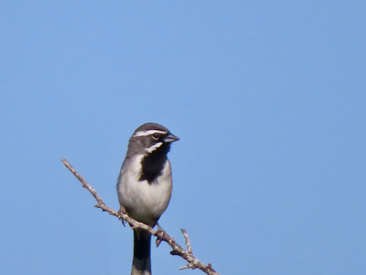 Black-throated Sparrow - ML619784988