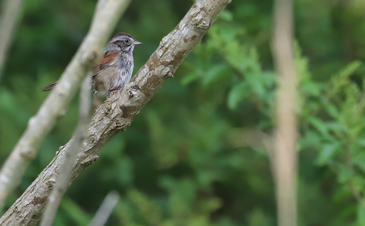 Swamp Sparrow - ML619784990