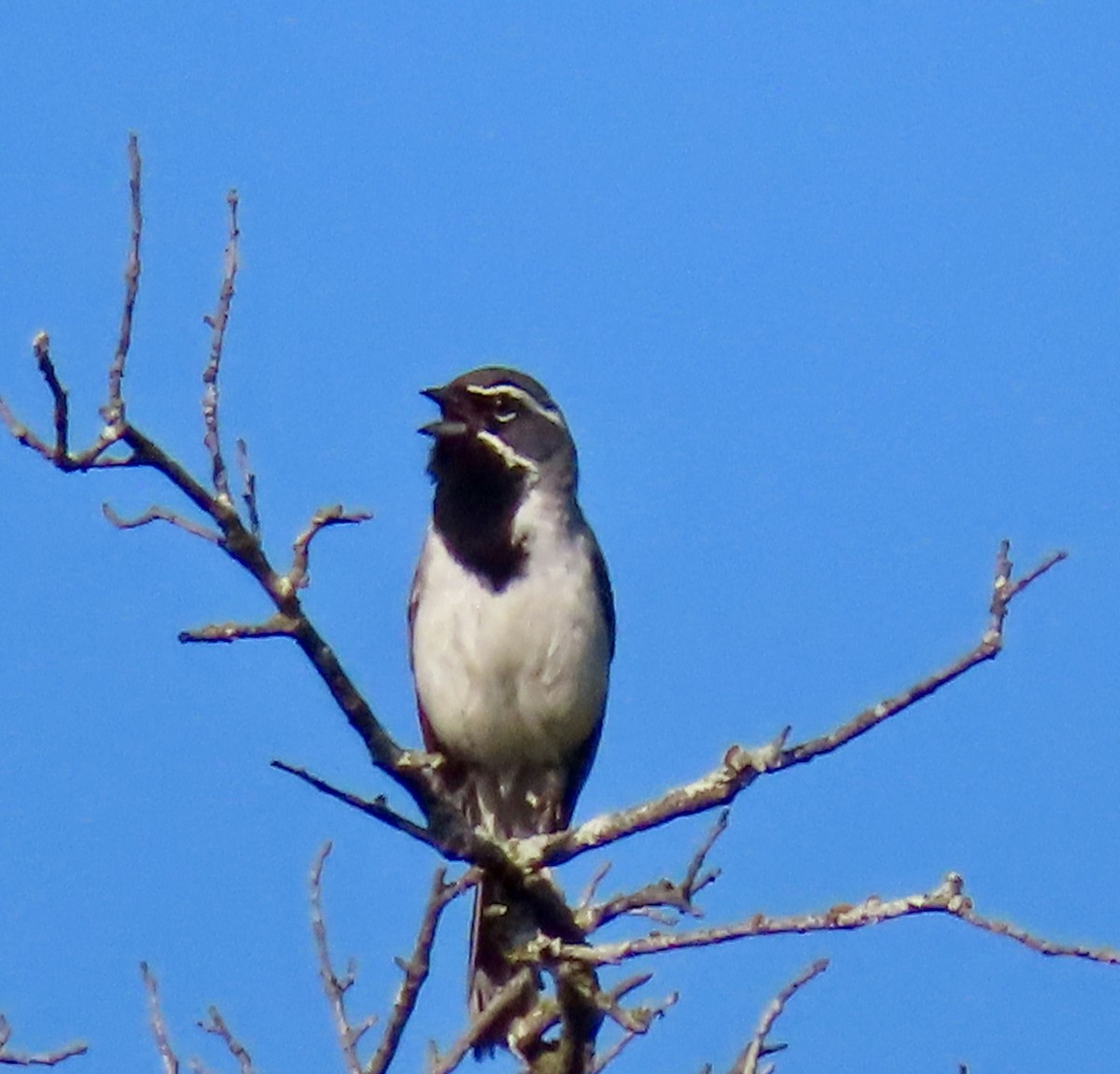 Black-throated Sparrow - ML619784994