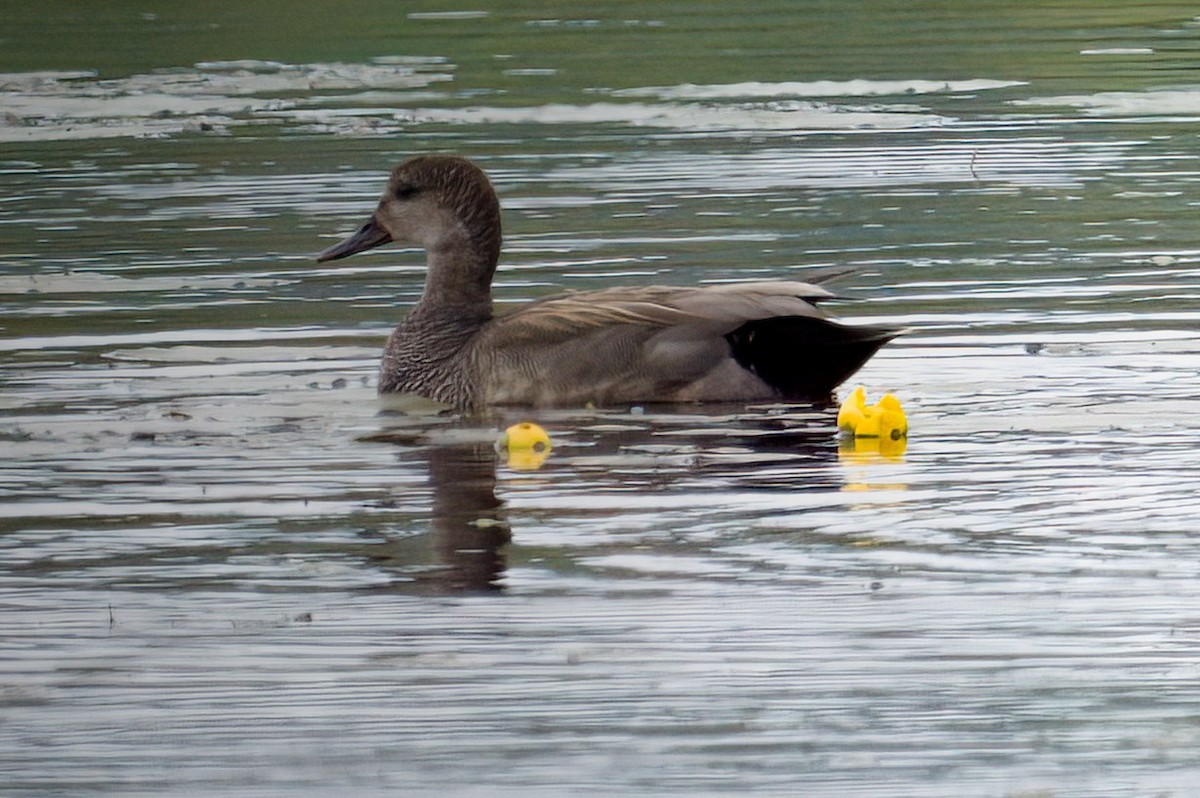 Gadwall - ML619785030