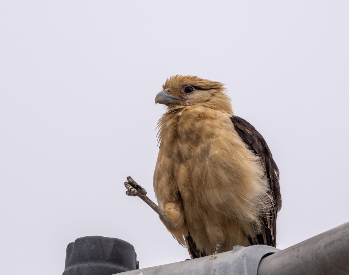 Caracara Chimachima - ML619785031