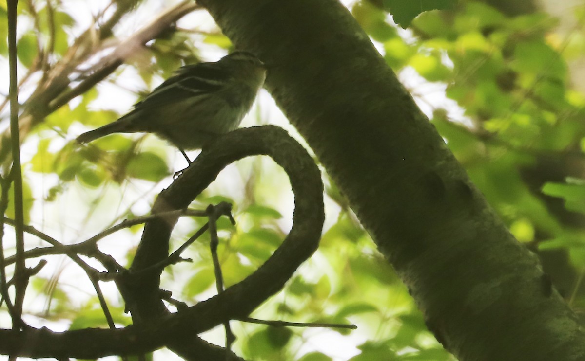 Пісняр строкатий - ML619785032