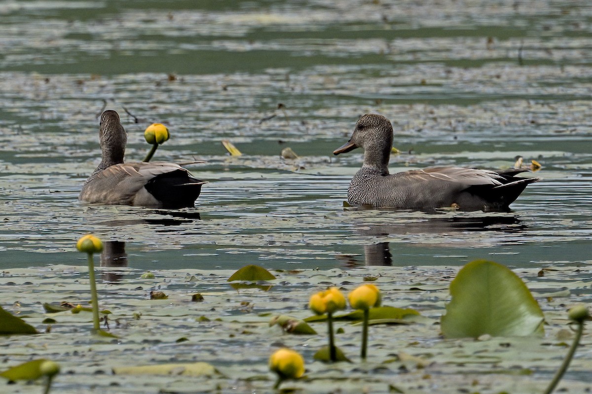 Gadwall - ML619785036