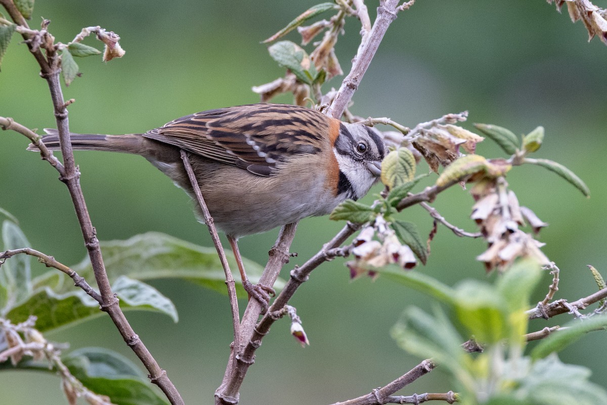Rufous-collared Sparrow - ML619785040