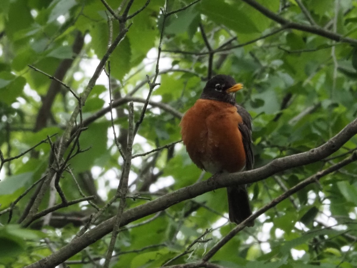 American Robin - ML619785051