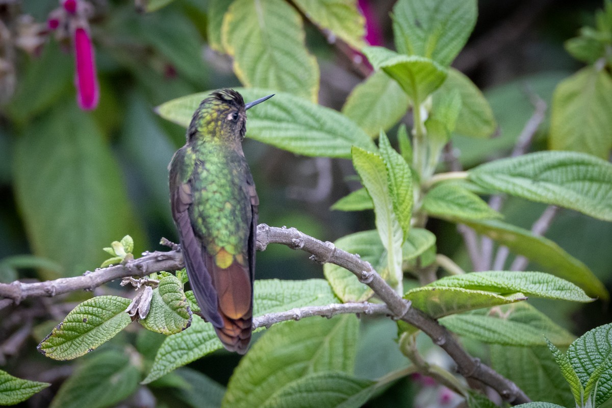 kolibřík dřišťálový - ML619785052