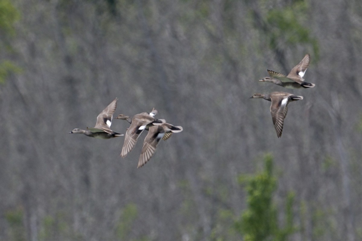 Gadwall - ML619785054