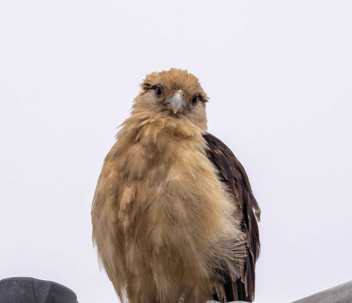 Yellow-headed Caracara - ML619785065