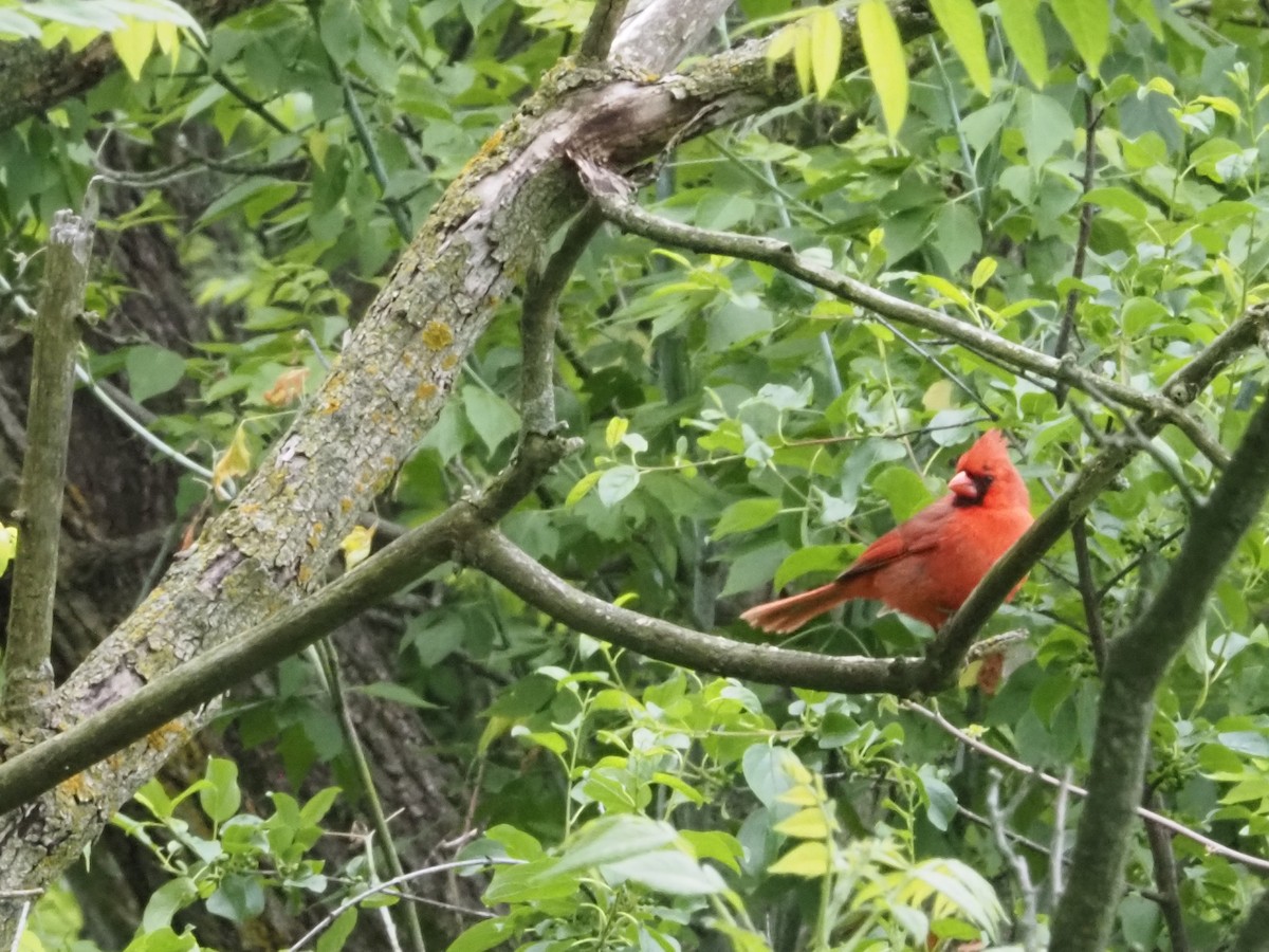 Northern Cardinal - ML619785072