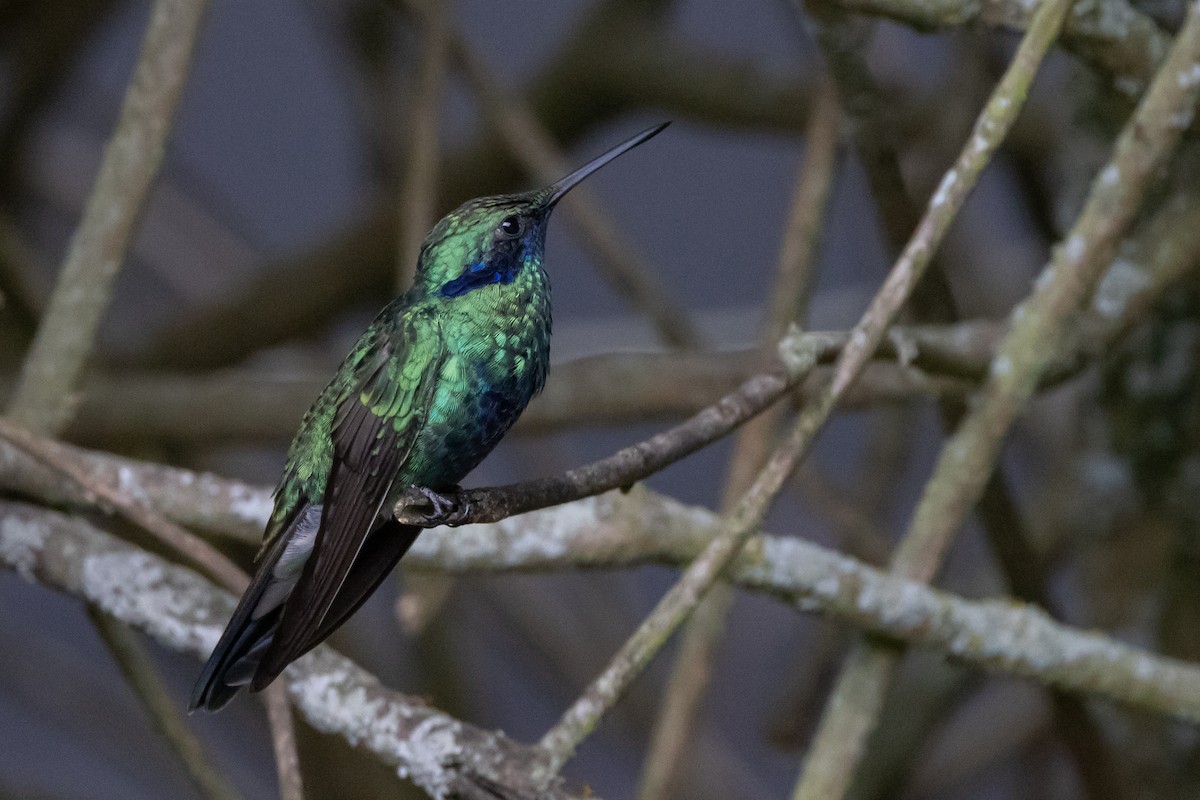 kolibřík modrolící - ML619785076