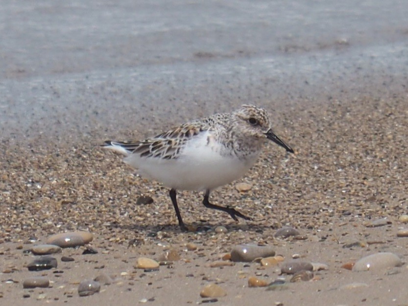 Sanderling - ML619785081