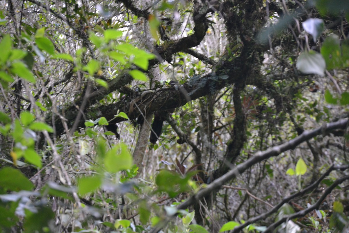 Andean Guan - ML619785128