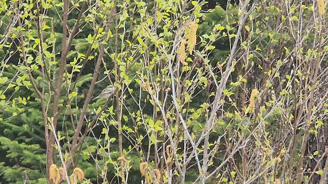 Chestnut-sided Warbler - ML619785166