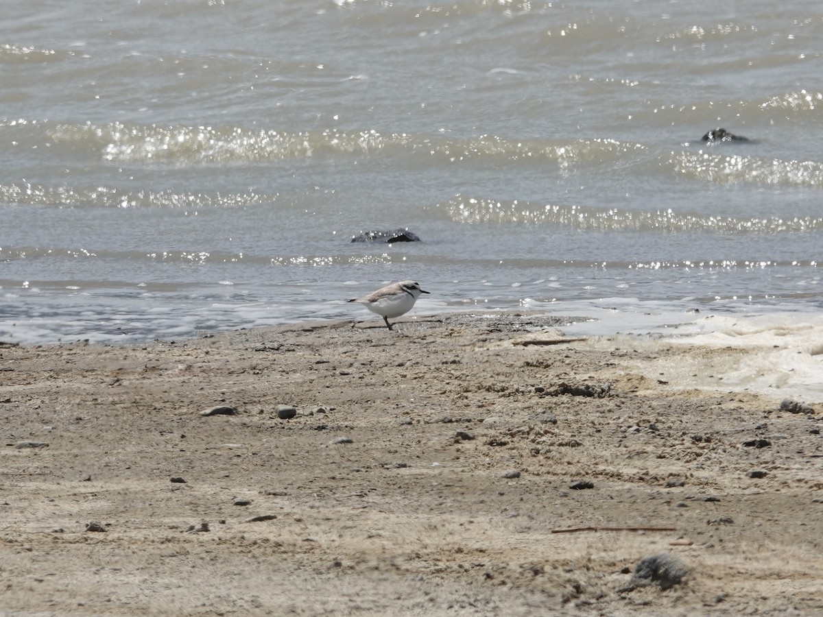 Snowy Plover - ML619785192