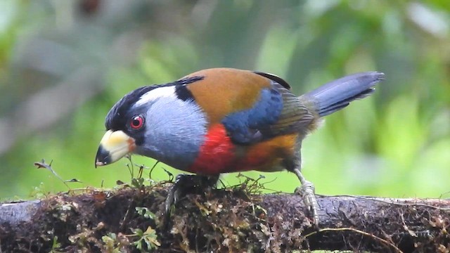 Toucan Barbet - ML619785195