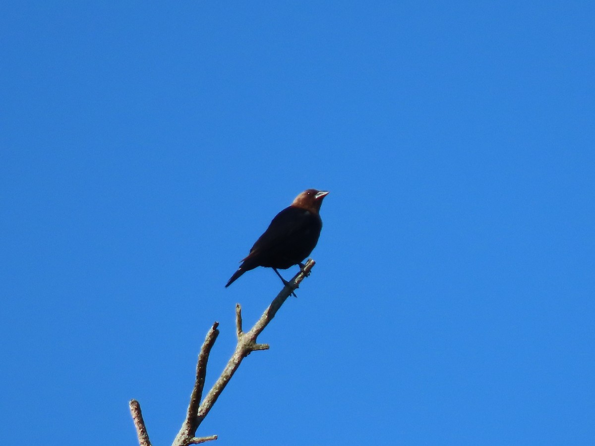 Brown-headed Cowbird - ML619785197