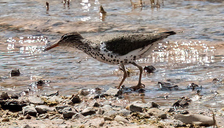 Spotted Sandpiper - ML619785202