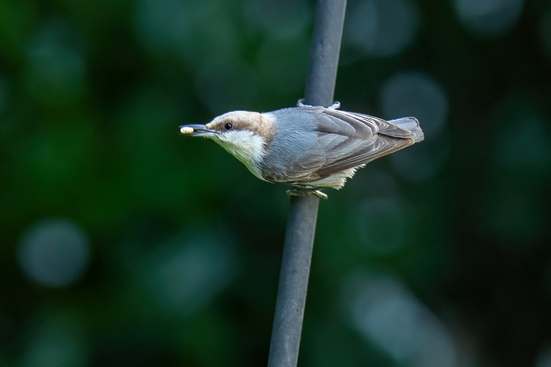 Brown-headed Nuthatch - ML619785220