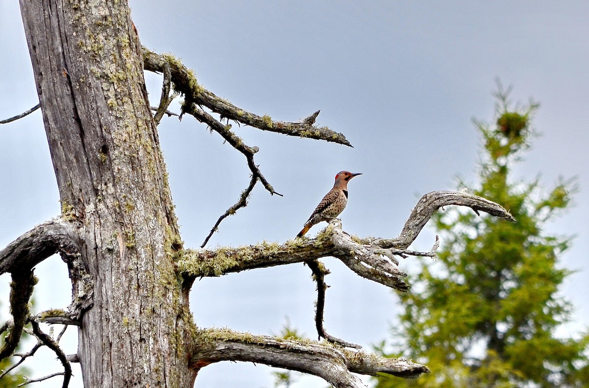 Northern Flicker (Yellow-shafted) - ML619785225