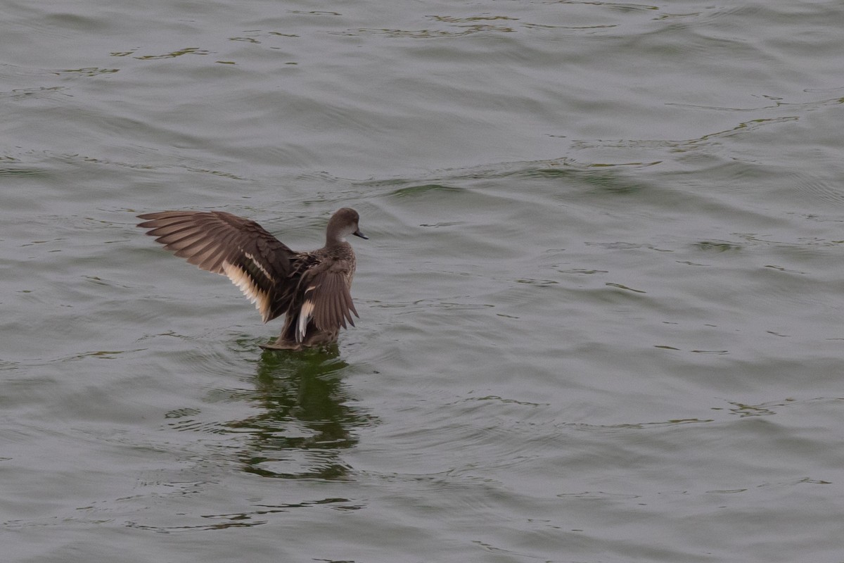 White-cheeked Pintail - ML619785233