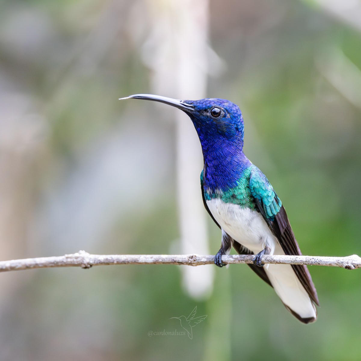 White-necked Jacobin - ML619785263