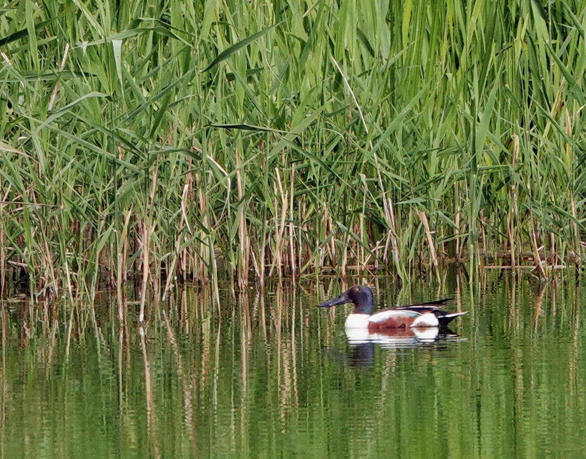 Northern Shoveler - ML619785280