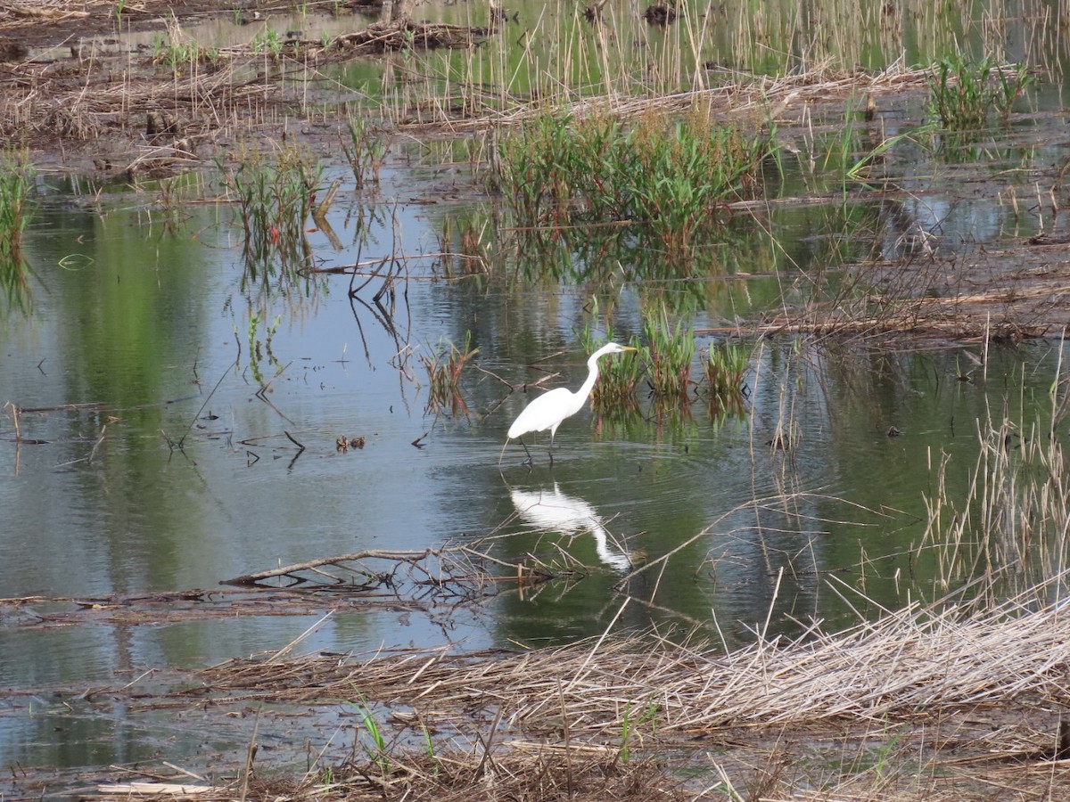 Great Egret - ML619785282