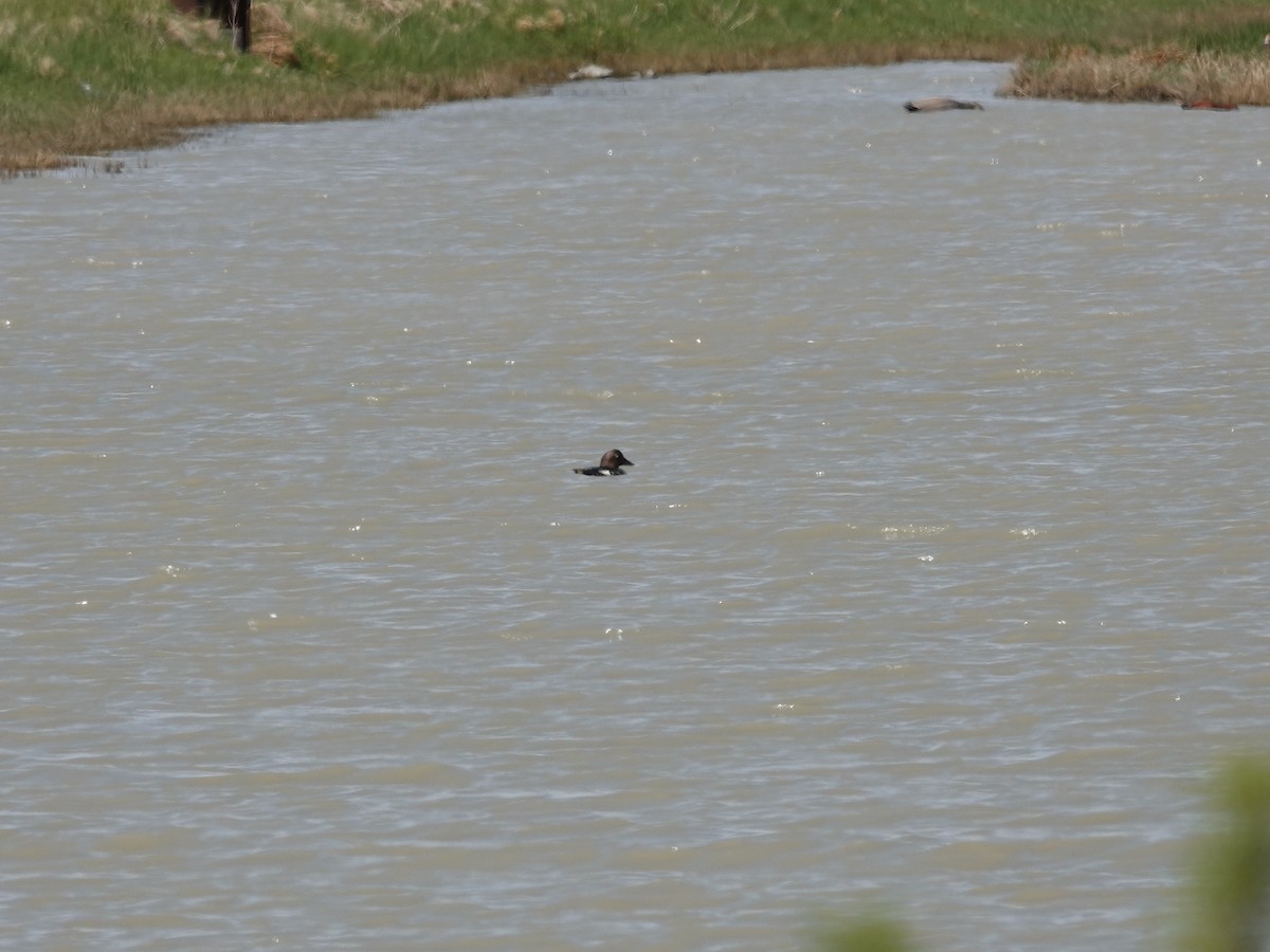 Common Goldeneye - ML619785284