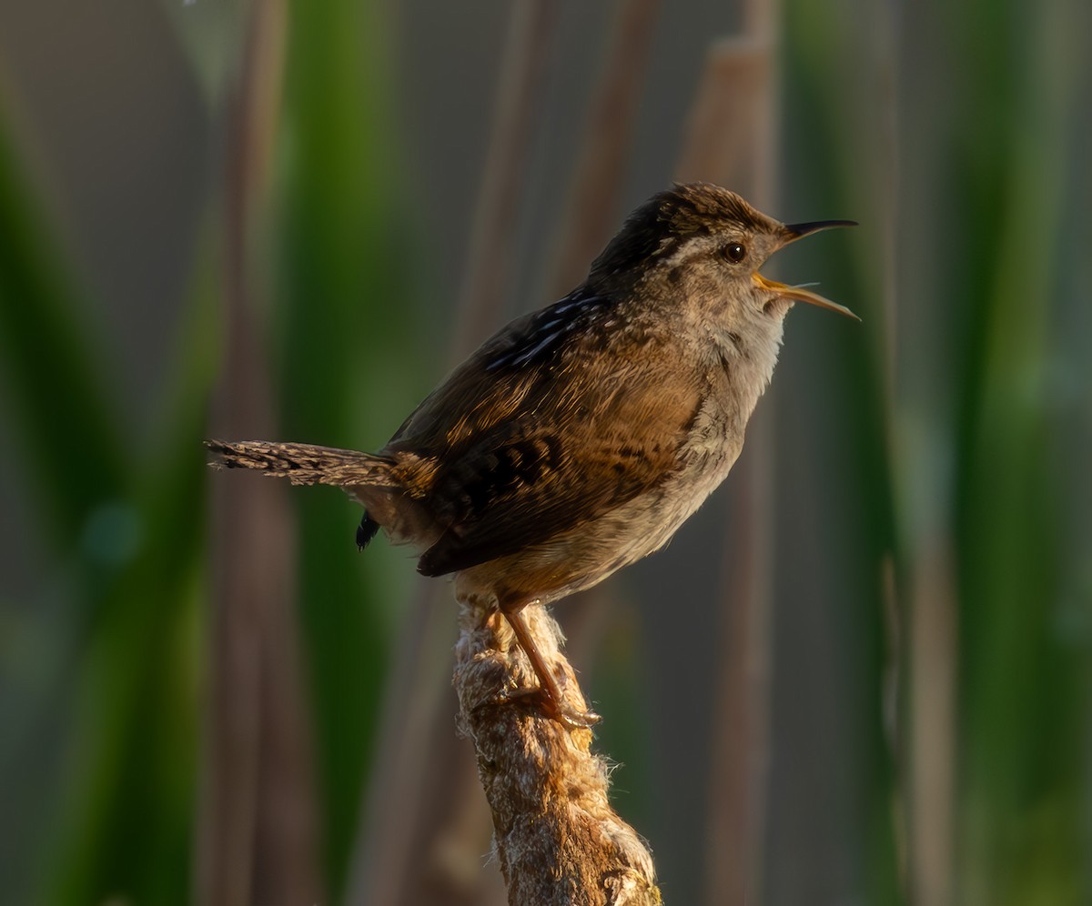 Marsh Wren - ML619785290