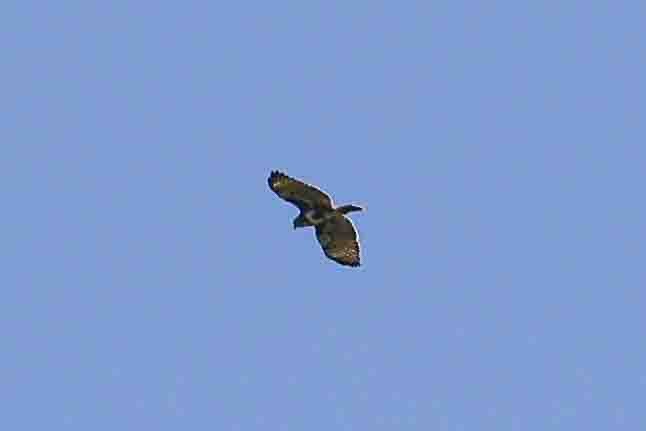 Madagascar Buzzard - ML619785293