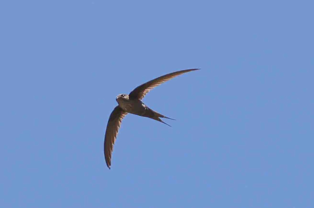 Malagasy Palm Swift (Madagascar) - ML619785317