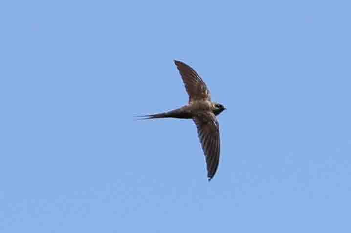 Malagasy Palm Swift (Madagascar) - ML619785318