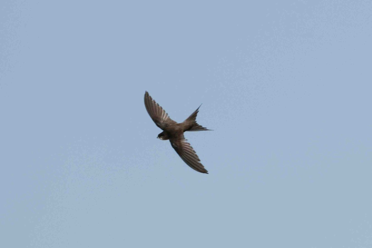 Malagasy Palm Swift (Madagascar) - ML619785320