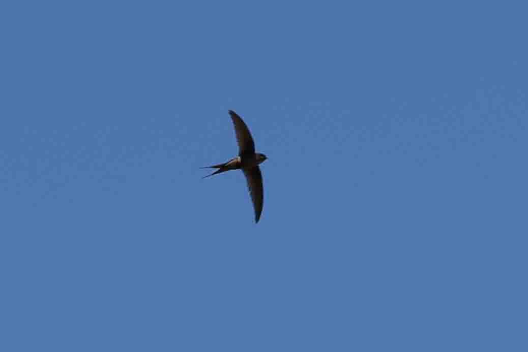 Malagasy Palm Swift (Madagascar) - ML619785321