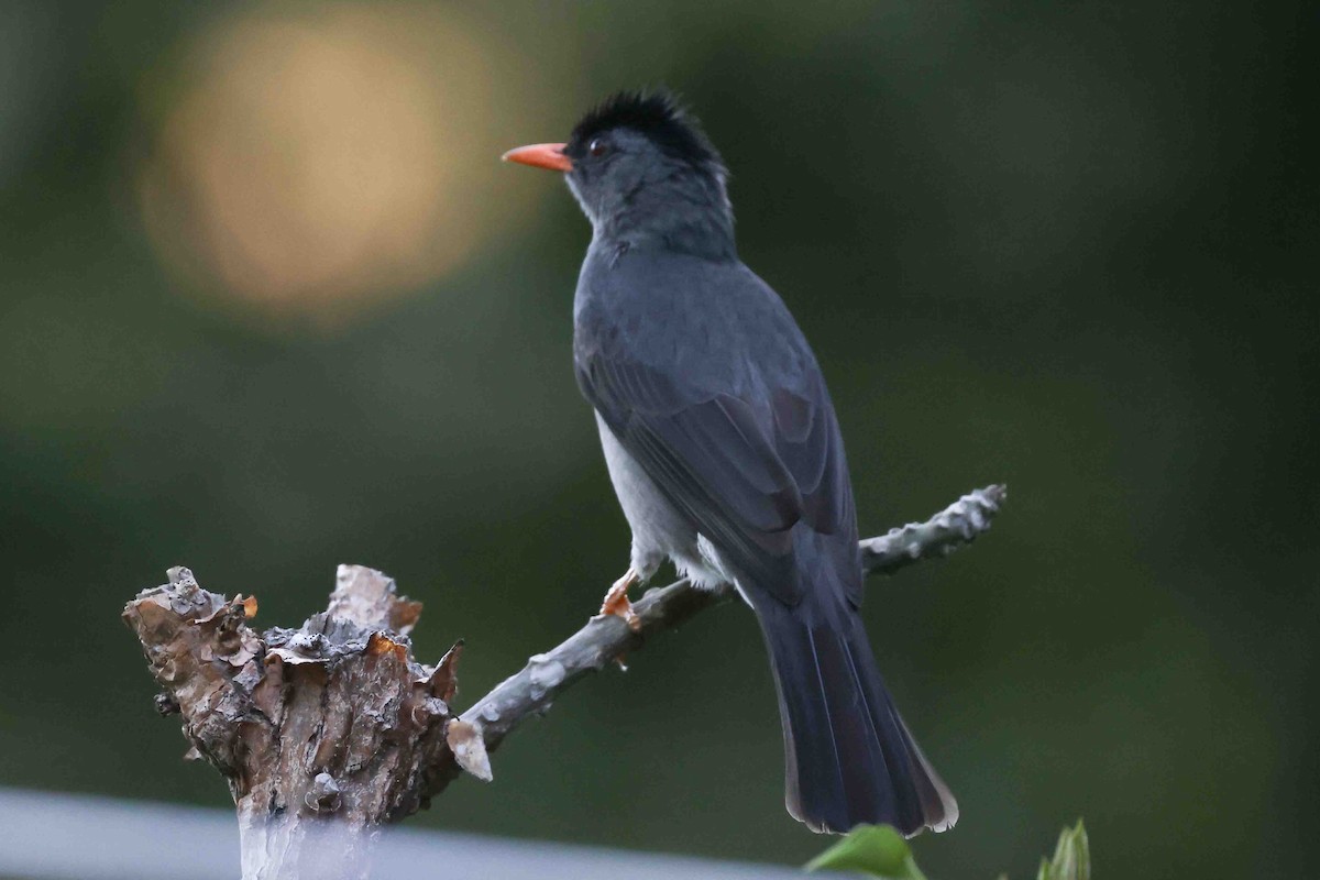 Malagasy Bulbul - ML619785331