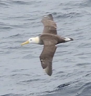 Waved Albatross - ML619785367