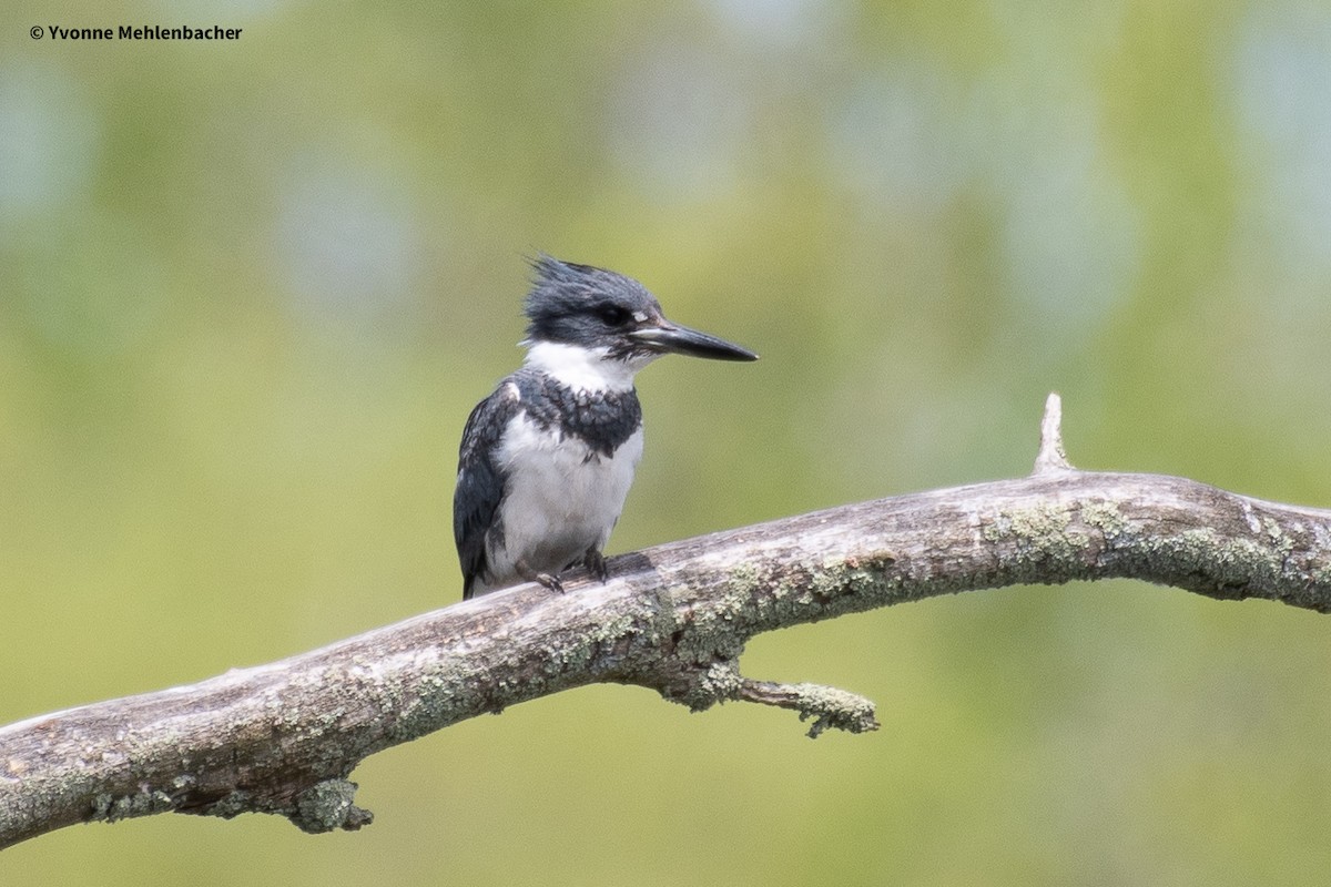 Belted Kingfisher - ML619785377