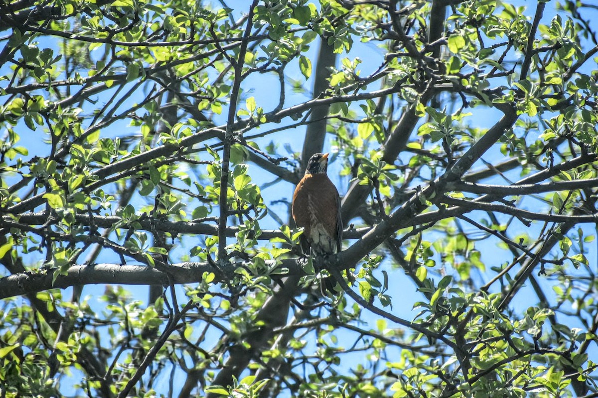 American Robin - ML619785386