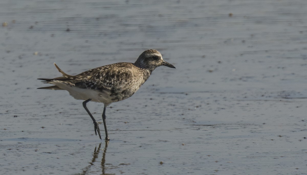 Black-bellied Plover - ML619785388