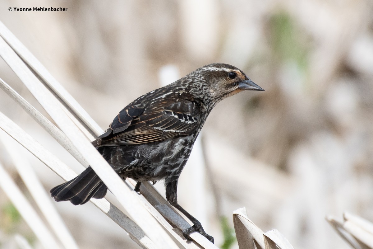 Red-winged Blackbird - ML619785432